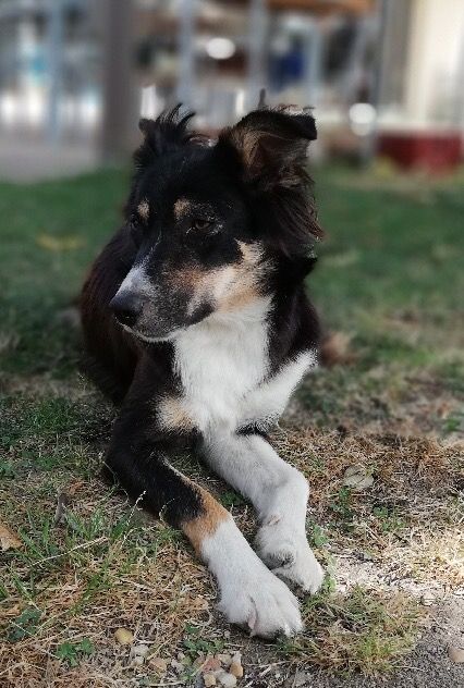 Nala De l'anneau d'or