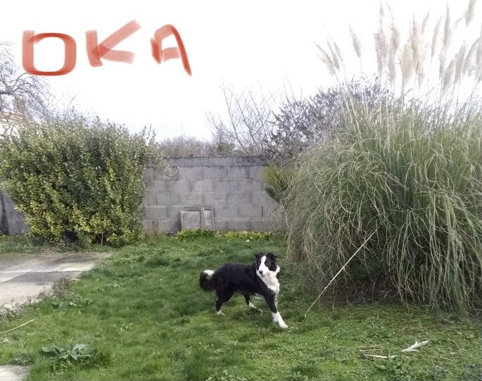 Oka (Sans Affixe)