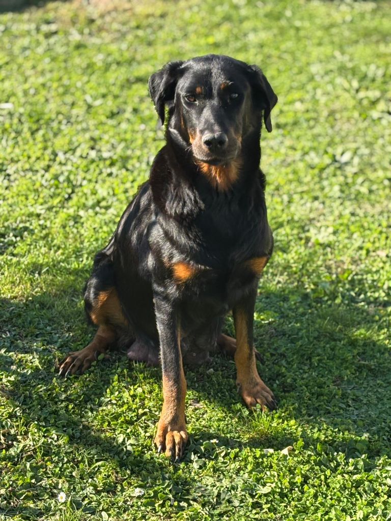 Shelby Des Terres De Frasnes