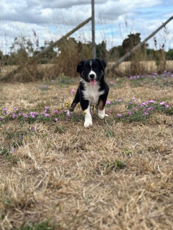 Chiots border collie Lof