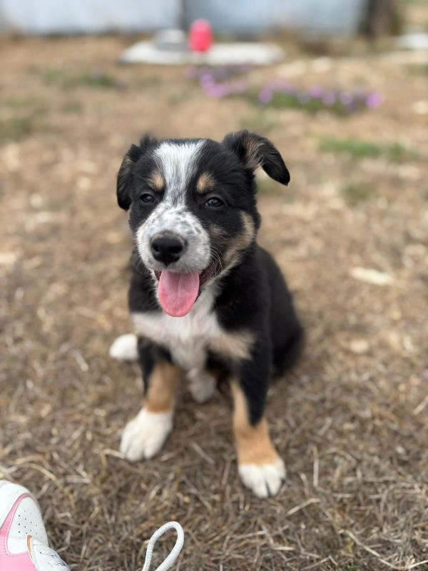 Chiots border collie Lof