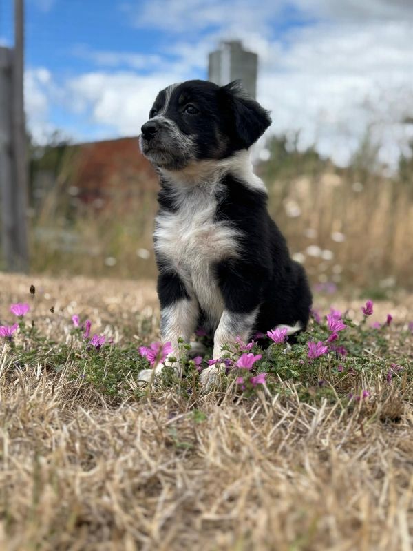 Chiots border collie Lof