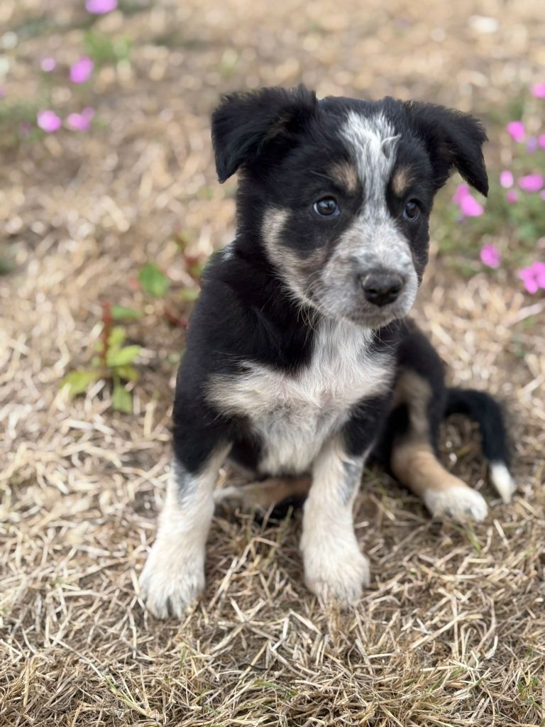 Chiots border collie Lof 