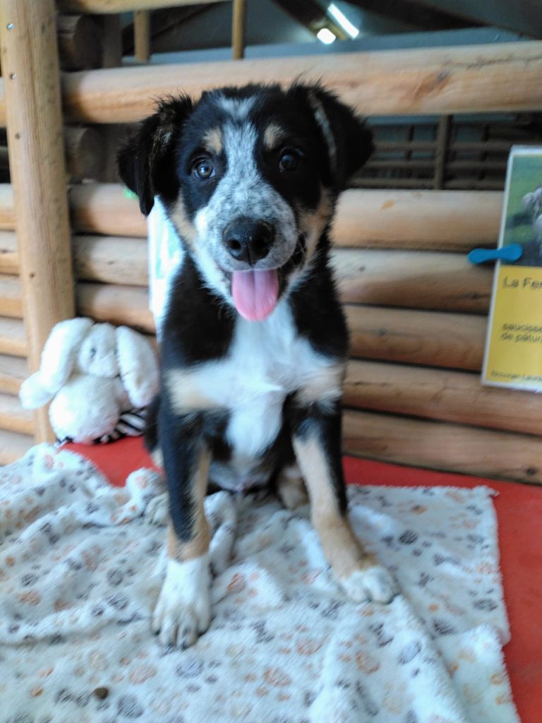 Du Domaine Du Bois Rosier - Chiots disponibles - Border Collie