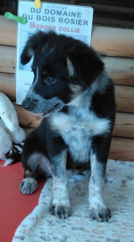 Du Domaine Du Bois Rosier - Chiots disponibles - Border Collie