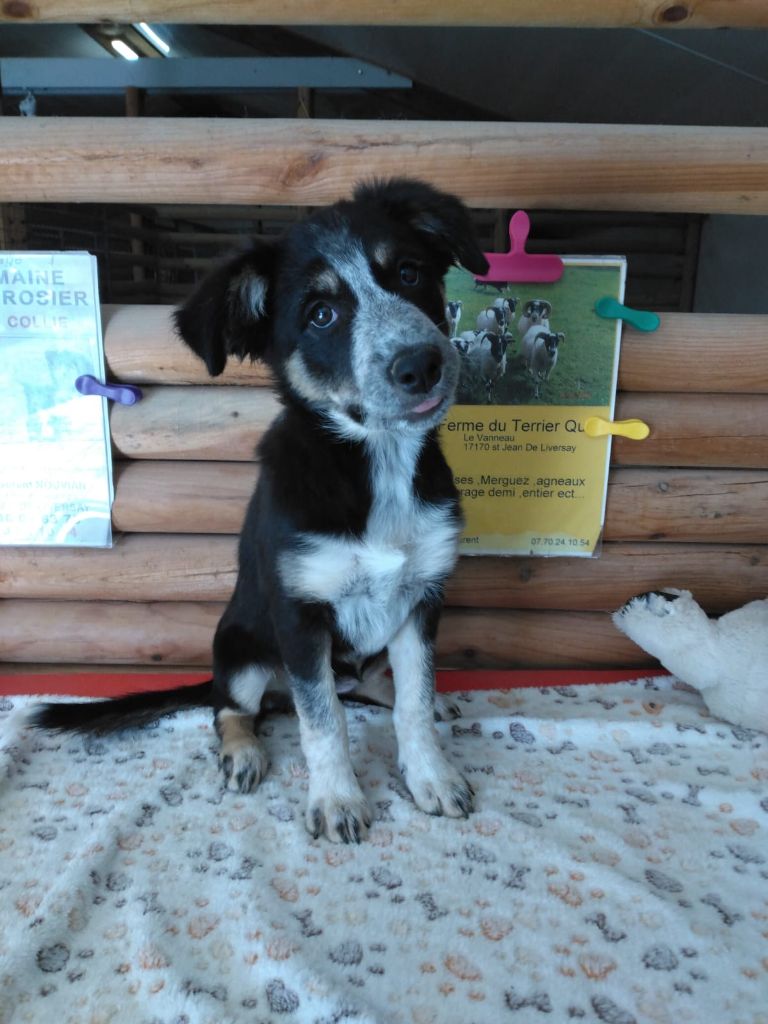 Du Domaine Du Bois Rosier - Chiots disponibles - Border Collie