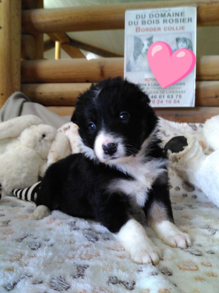 Du Domaine Du Bois Rosier - Chiots disponibles - Border Collie