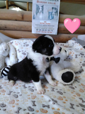 CHIOT 5