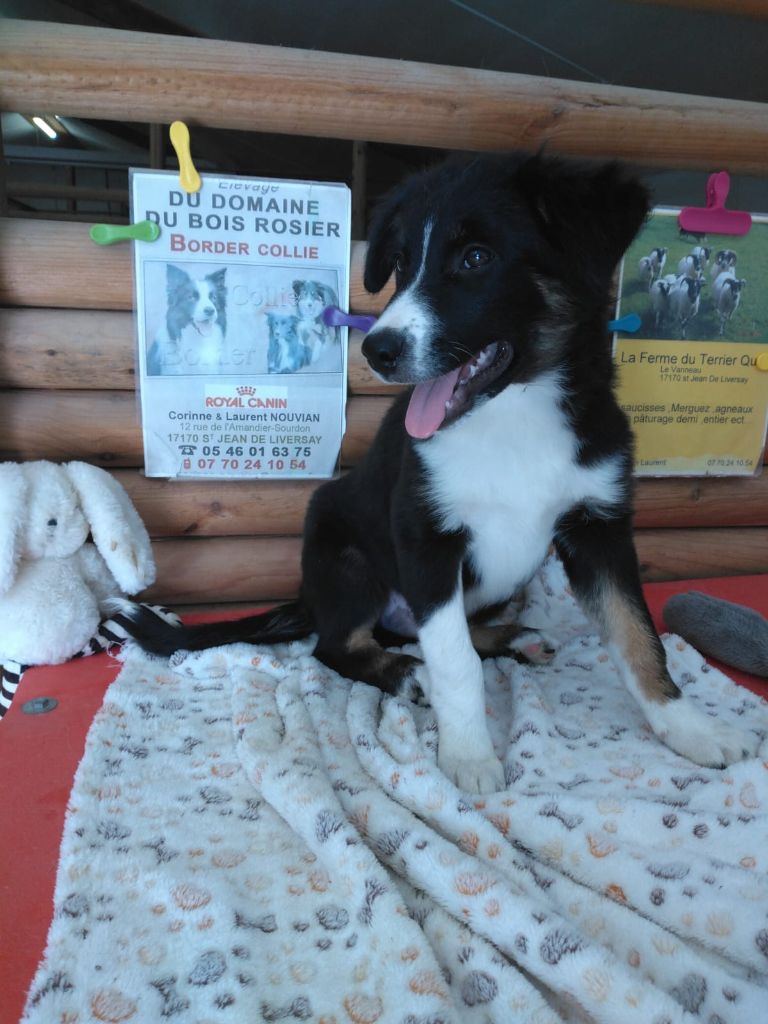 Du Domaine Du Bois Rosier - Chiots disponibles - Border Collie